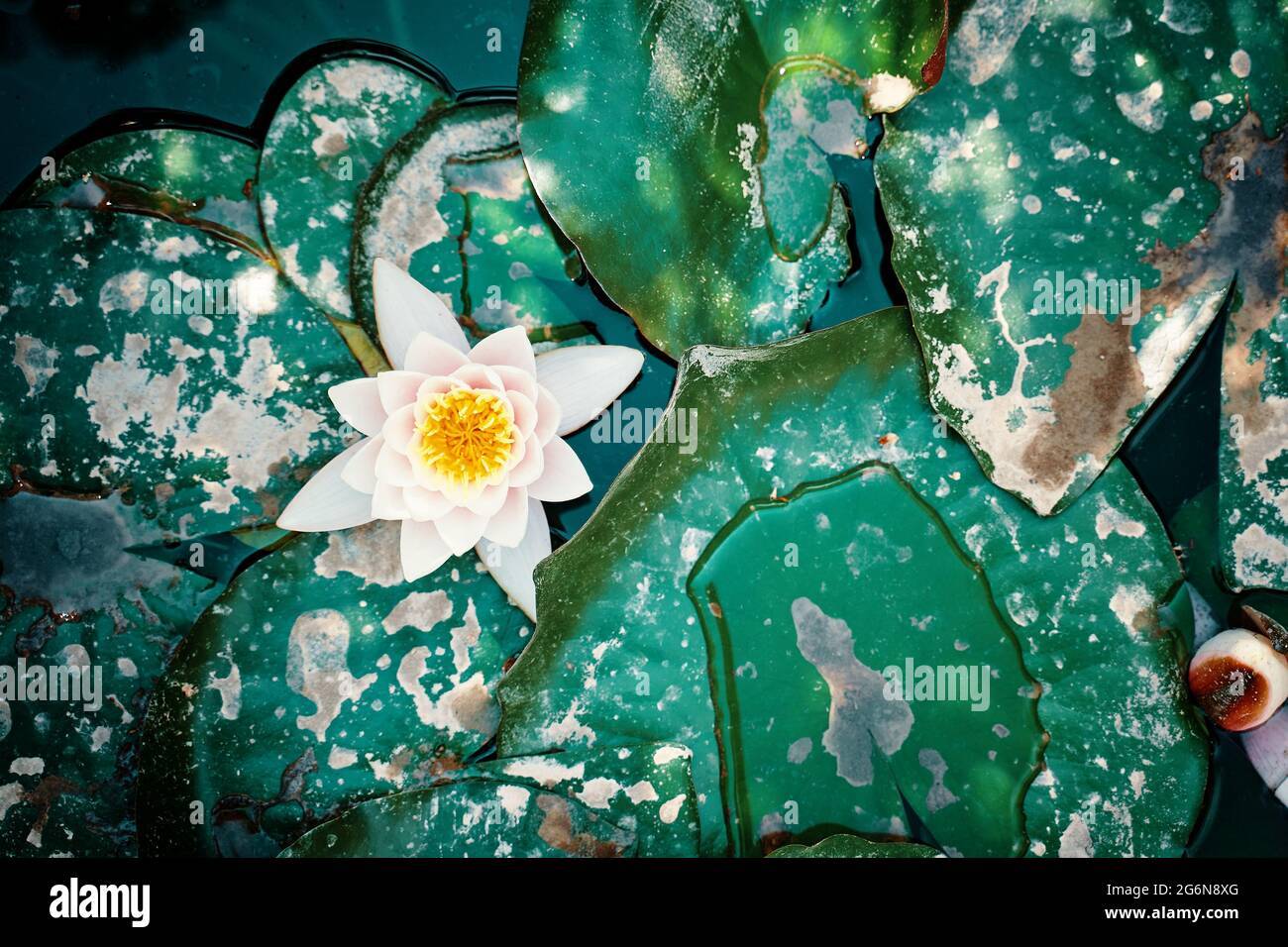 Large leaf floating on water hi-res stock photography and images - Alamy