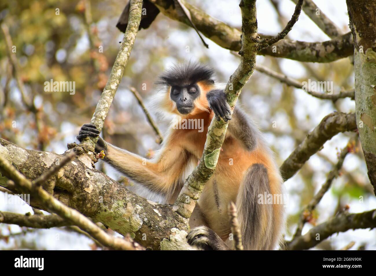 Golden langur is waiting on a tree golden langur is a type of special species of Monkey found in Asia. Stock Photo