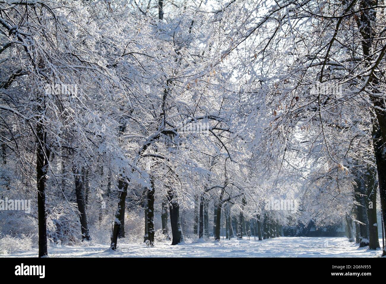 Snow covered landscape in the Sanssouci Park, Potsdam Stock Photo