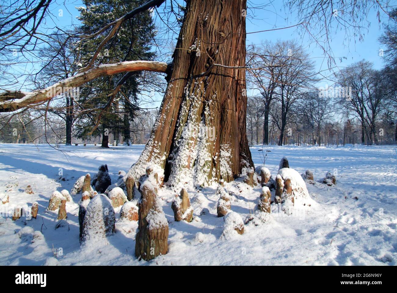 Roots on a big tree in the Sanssouci Park in Winter Stock Photo