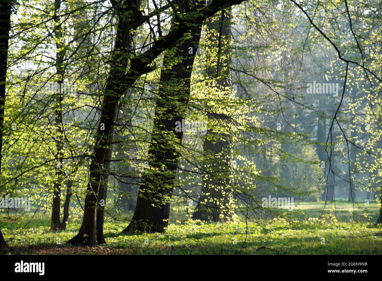 Landscape with trees in the Park Sansouci Stock Photo