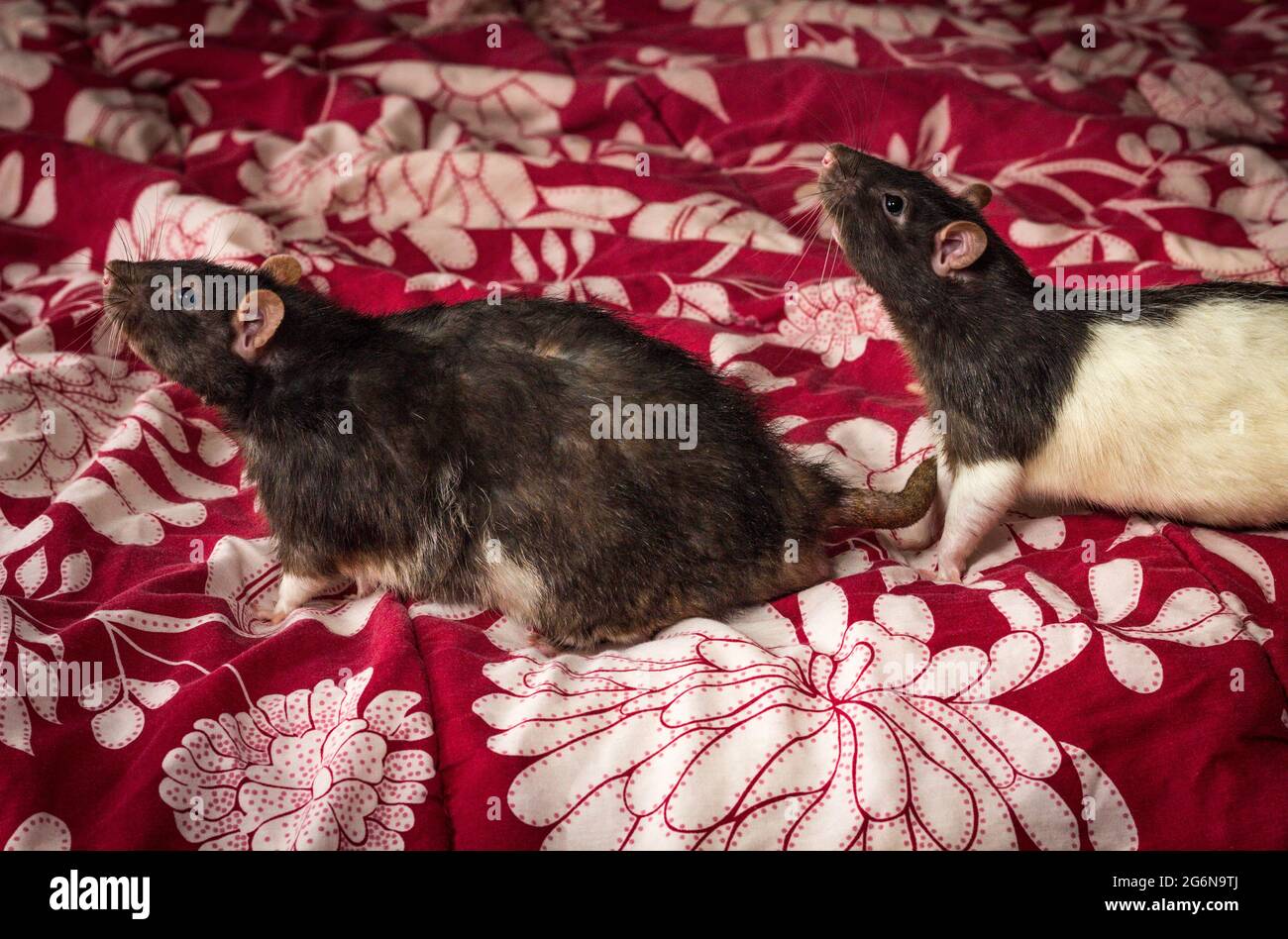 Friendly pet berkshire and hooded rats playing on bed in single file