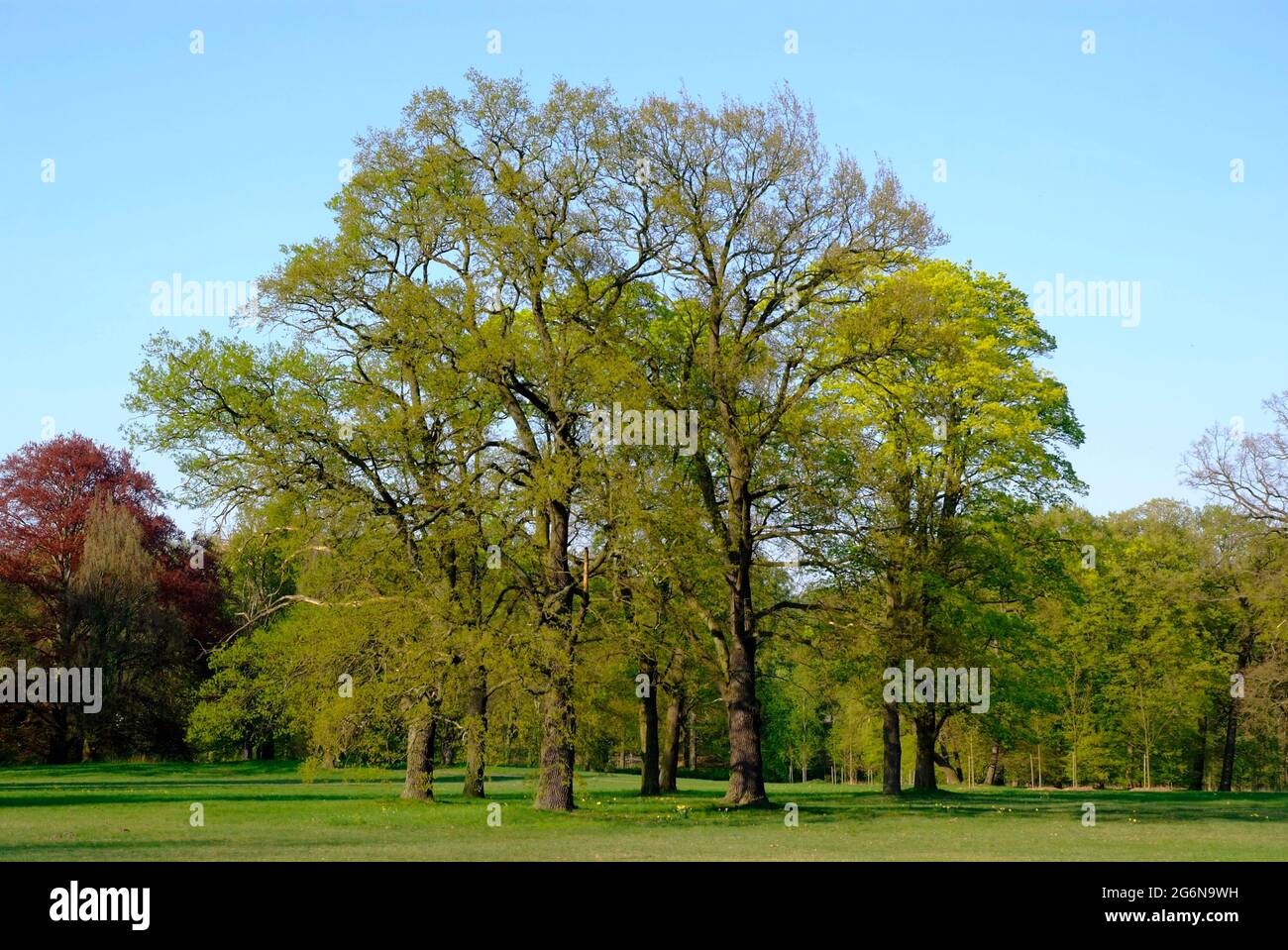 Park Sanssouci - landscape in springtime with oak trees Stock Photo