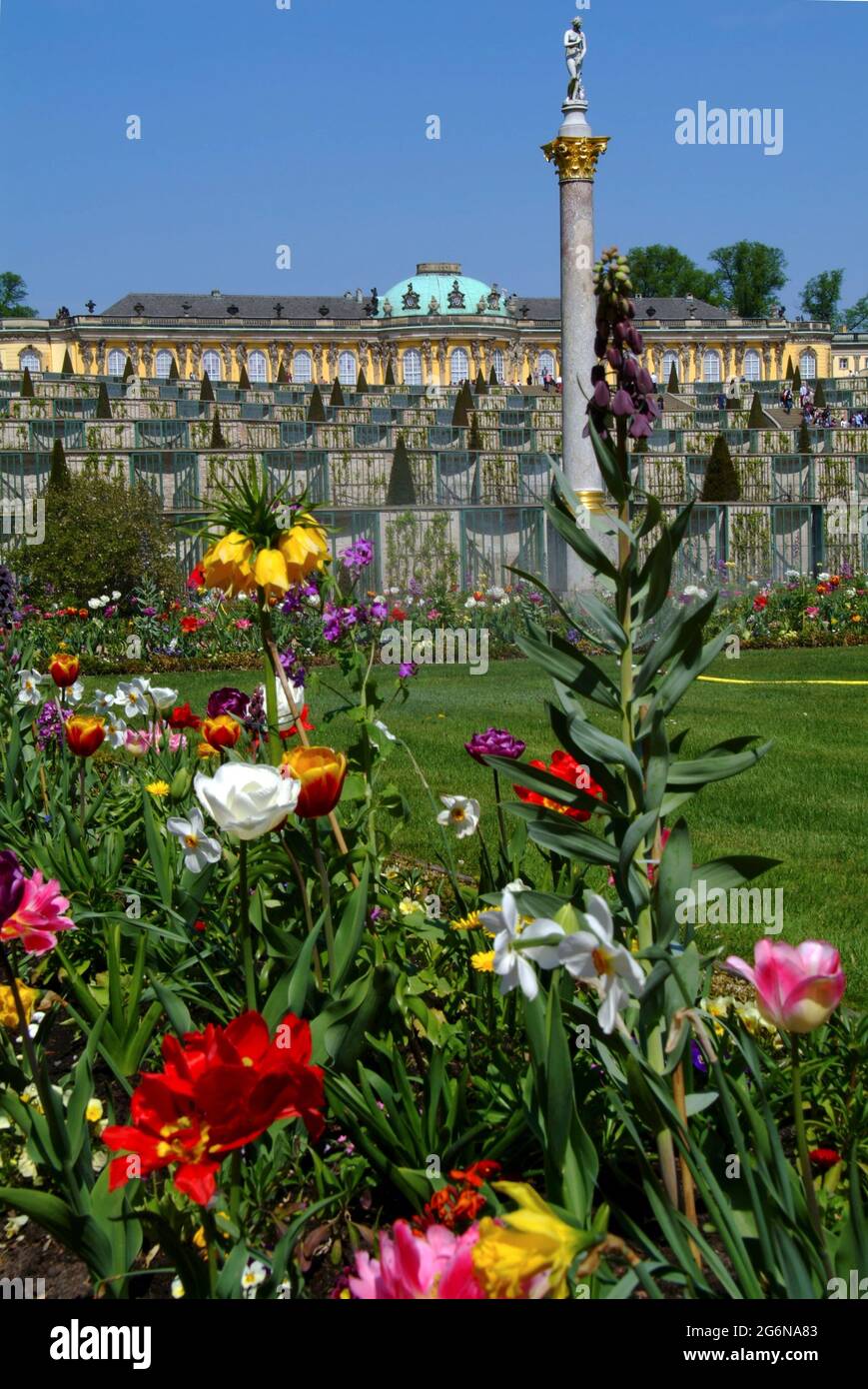 View to Sanssouci Palace and vineyard with spring flowers Stock Photo