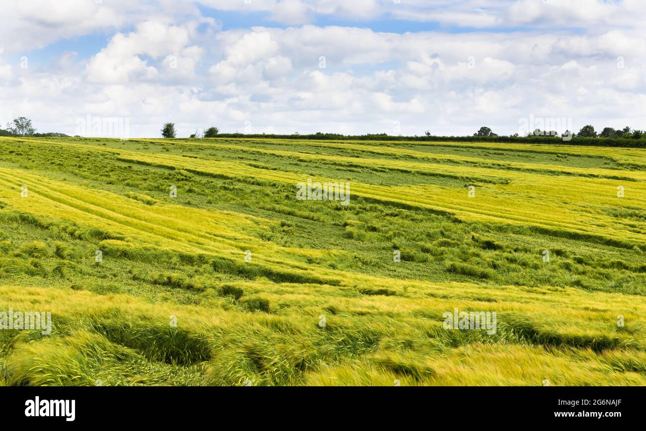 Flattened crops in a field damaged by heavy rain and strong wind. UK. Stock Photo
