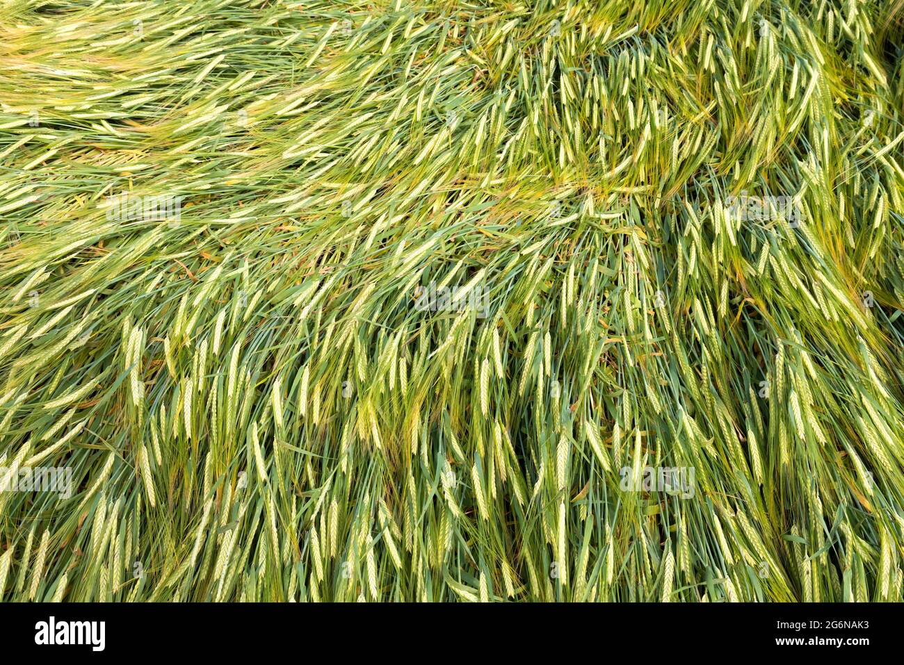 Close up of flattened crops in a field damaged by heavy rain and strong wind. UK. Stock Photo