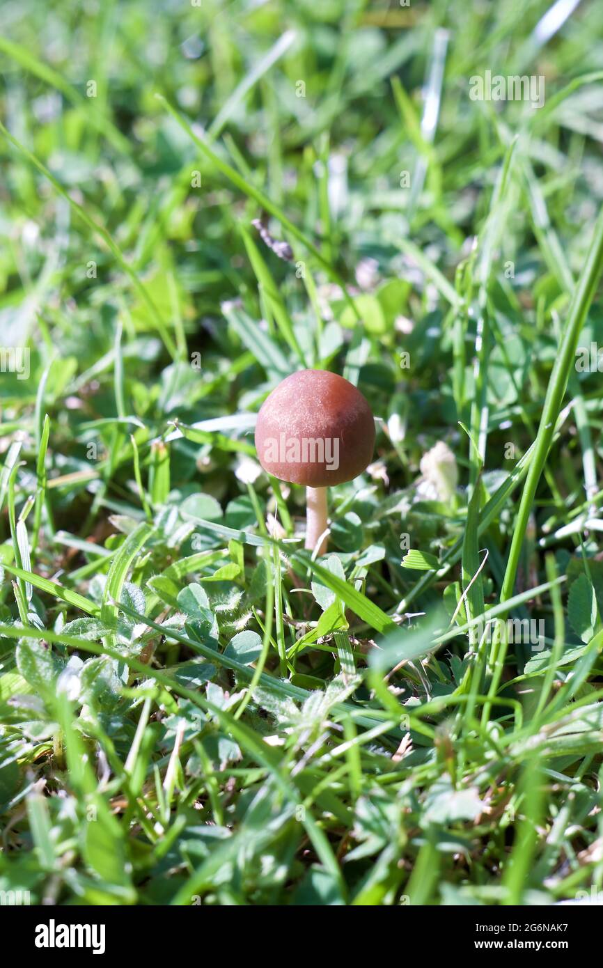 Mower's Mushroom (Panaeolina foenisecii) also known as Haymaker and Brown Hay Mushroom Stock Photo