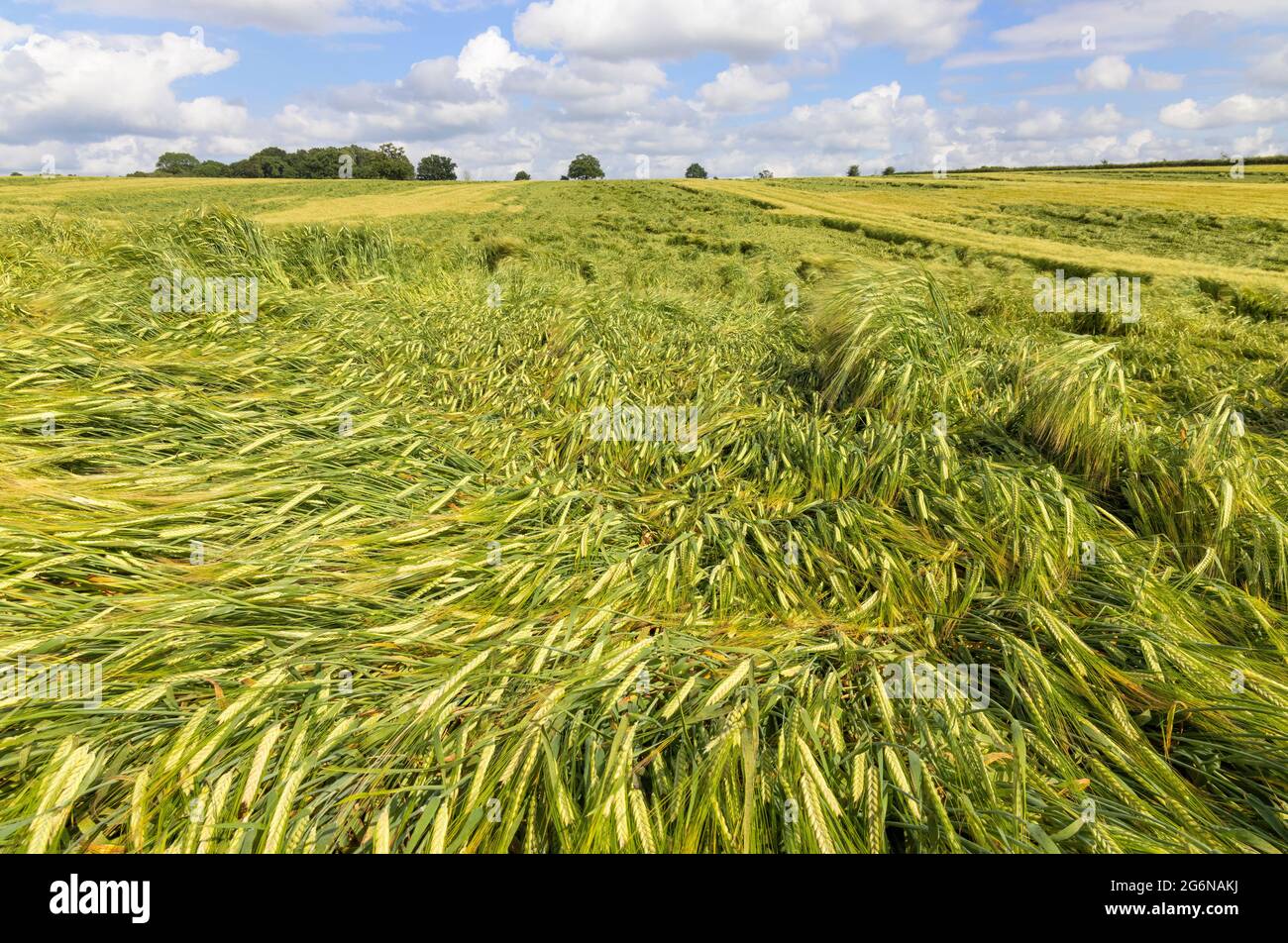 Flattened crops in a field damaged by heavy rain and strong wind. UK. Stock Photo