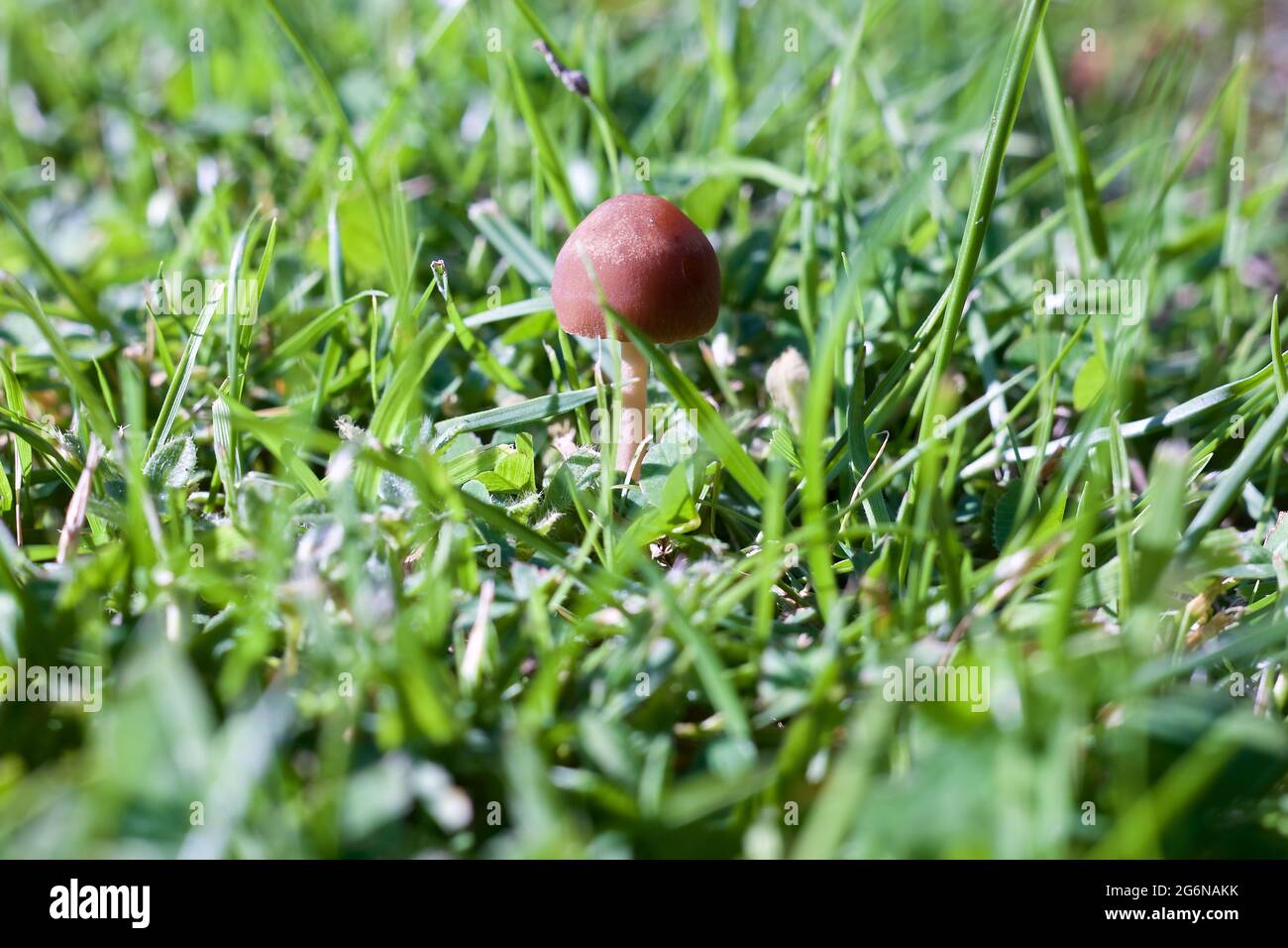 Mower's Mushroom (Panaeolina foenisecii) also known as Haymaker and Brown Hay Mushroom Stock Photo