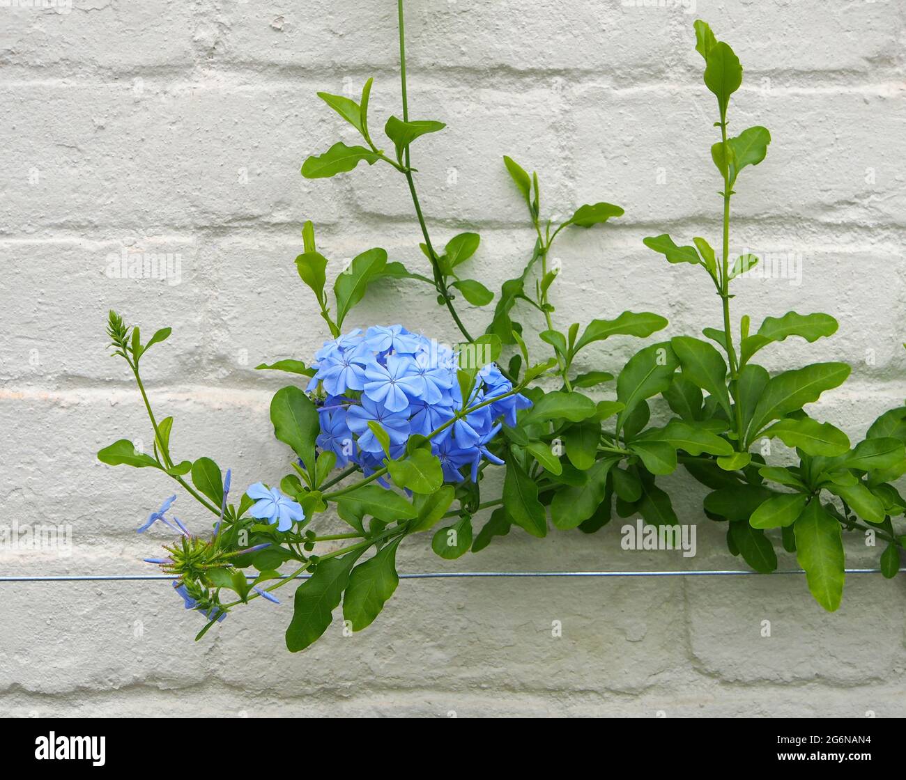 Single inflorescence of blue jasmine growing on plant on a white wall