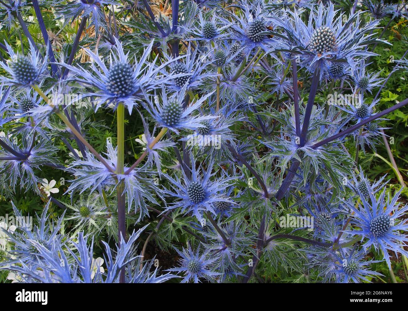 Eryngium Var. Cobolt Star name Sea Holly) growing at RHS