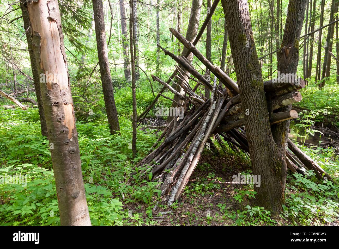 Survival shelter in the woods from tree branches. Cone or pyramid shape