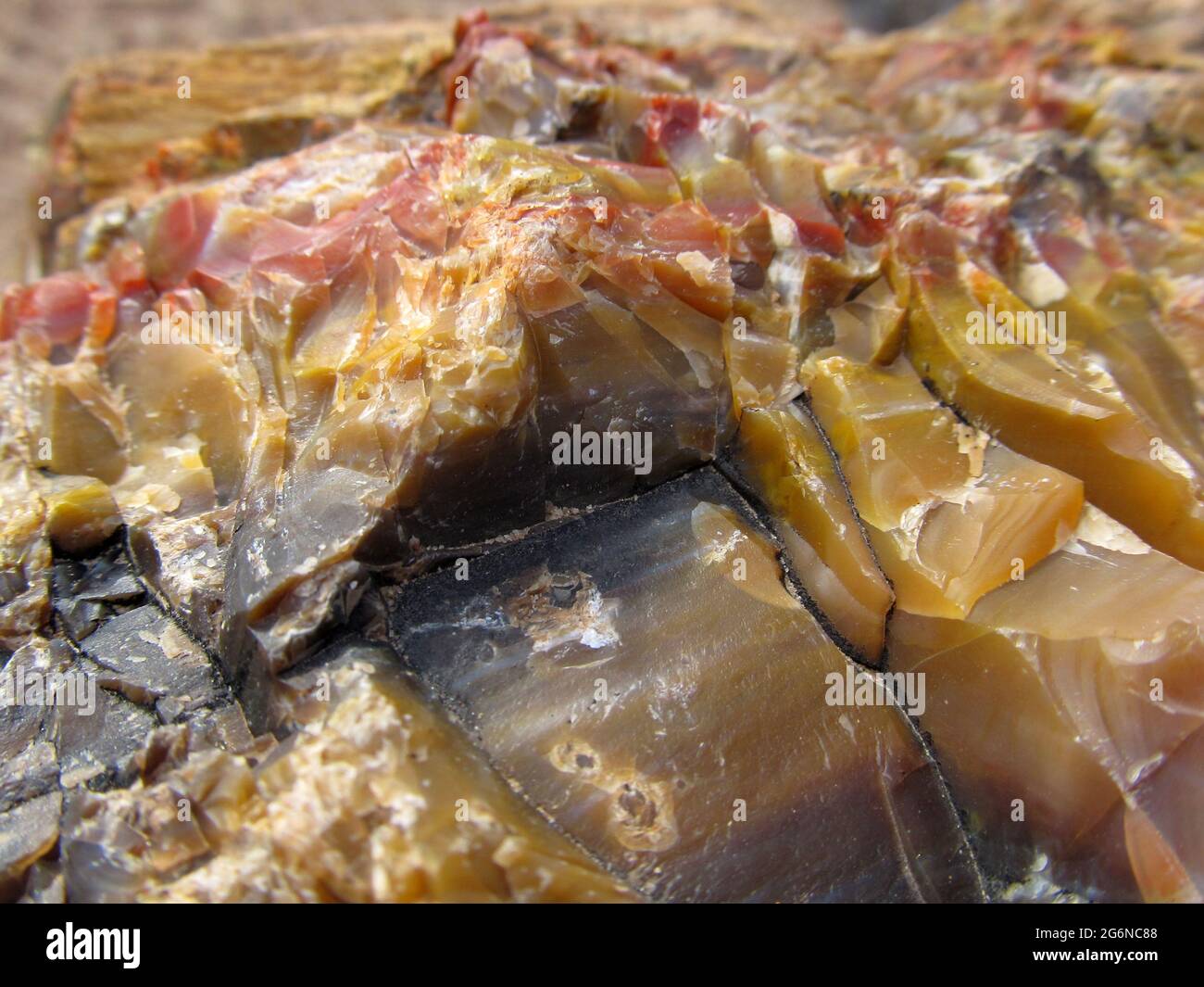 Close-up view of the colorful petrified wood samples in the Petrified Forest state park, Escalante, Utah, USA Stock Photo