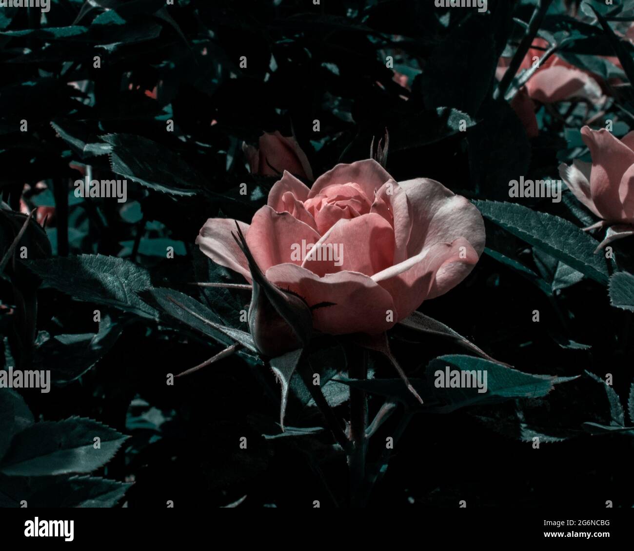 Rose blossom hi-res stock photography and images - Alamy