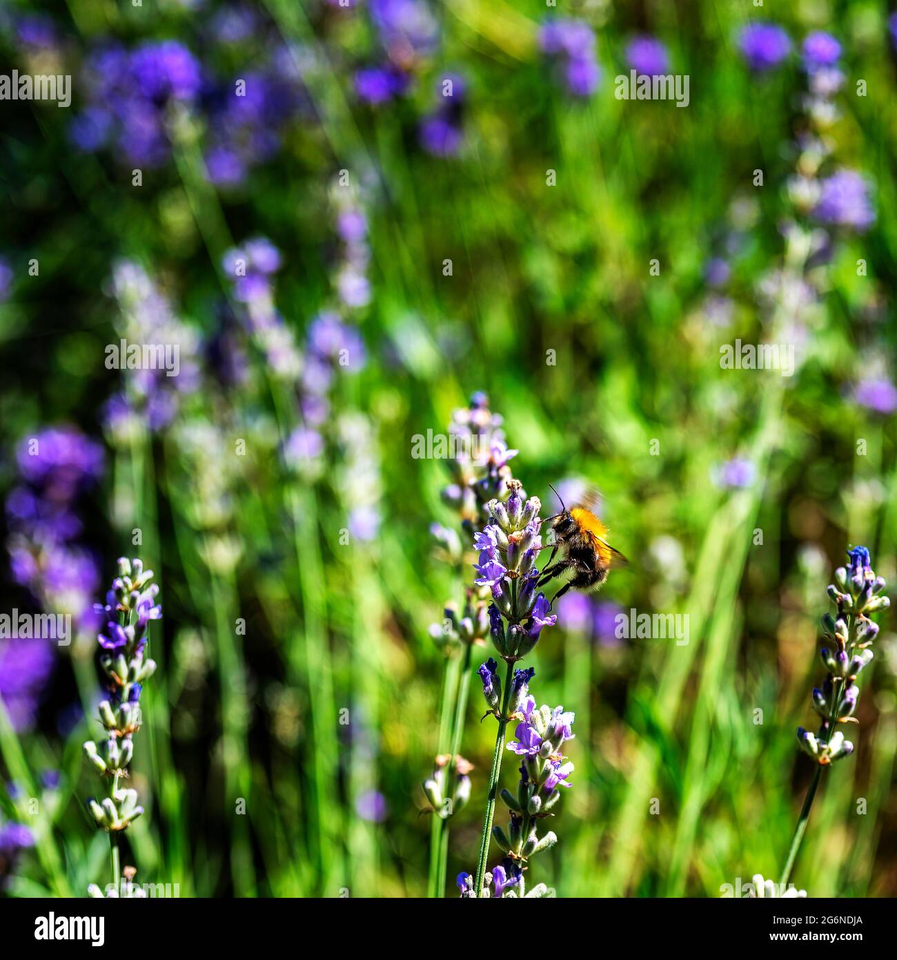 Bumblebee bombus on lavender field hi-res stock photography and images ...