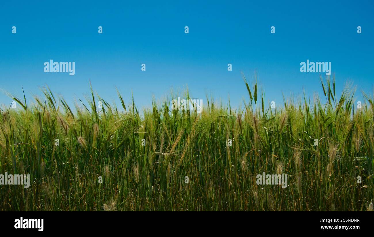 green wheat, green or tall wheat isolated on a half blue sky background