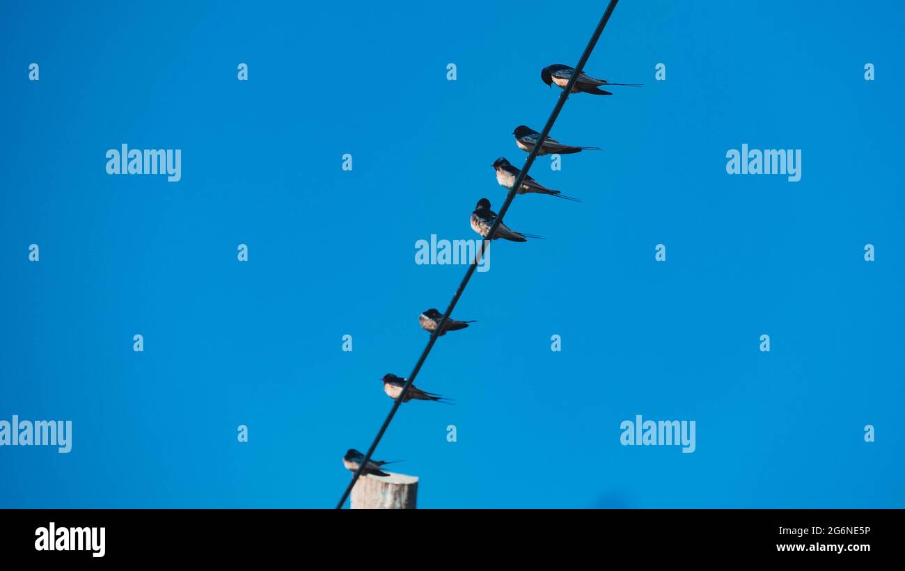 Swallows on a wire, Dortmund, Germany Stock Photo