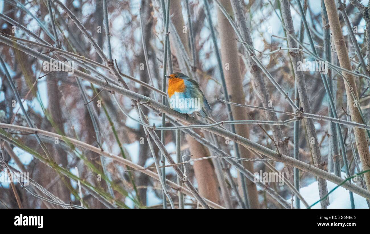 Robin in winter Stock Photo