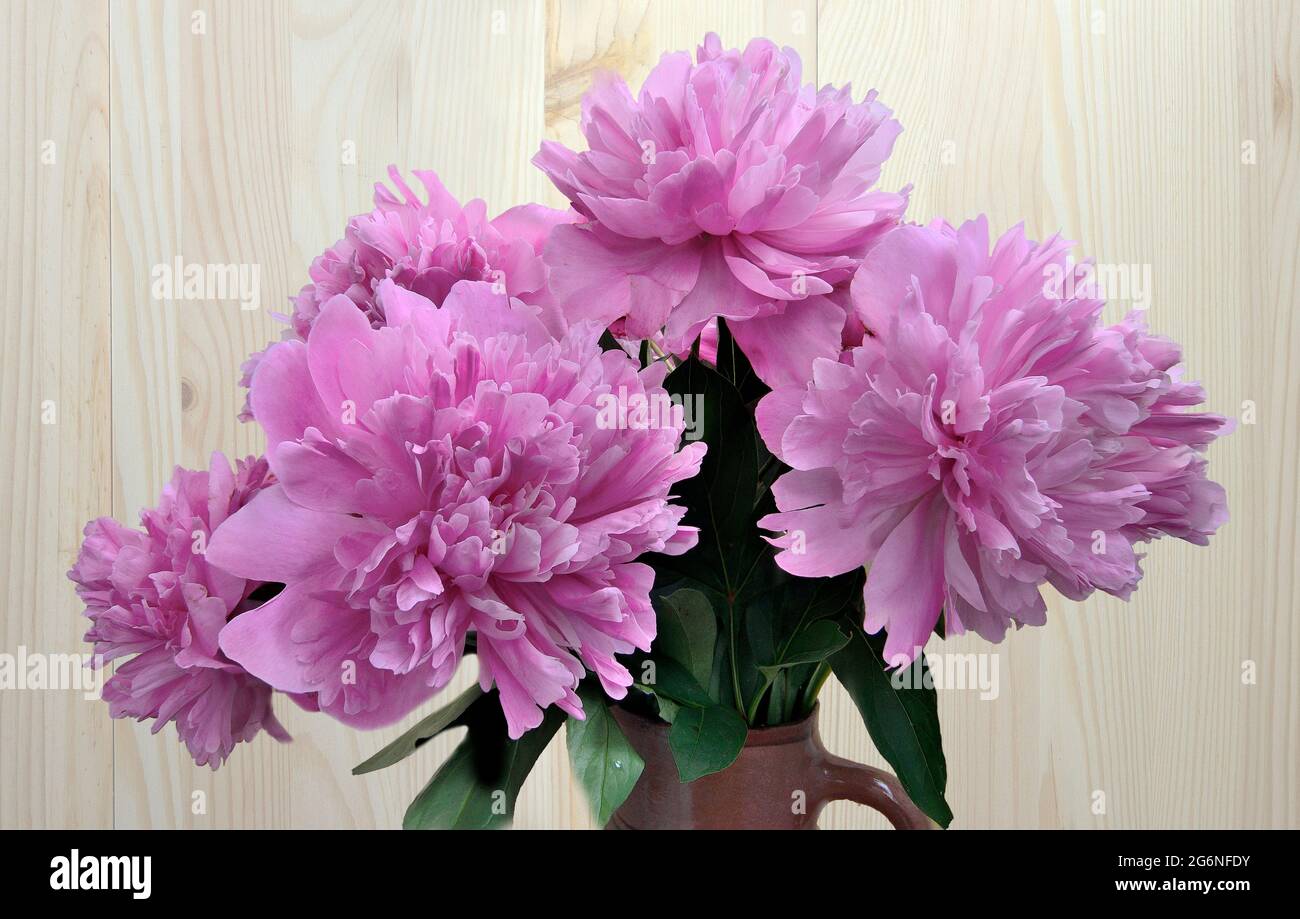 Bouquet of pink peonies  with green leaves close up on light wooden background isolated. Natural floral design, beauty of gentle flowers Stock Photo