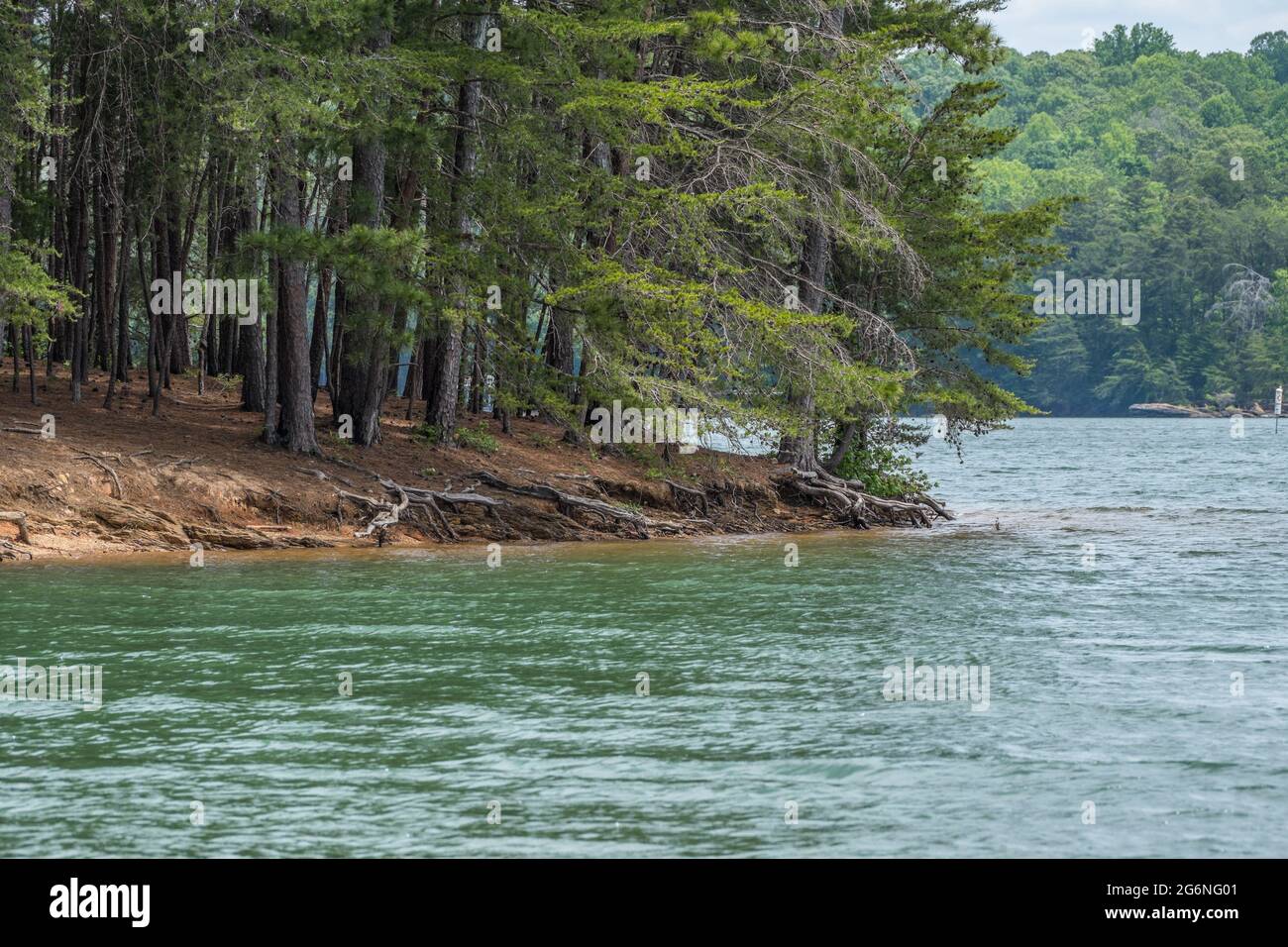 Erosion with exposed tree roots and rough shoreline at Lake Lanier in Georgia on a bright day in springtime Stock Photo