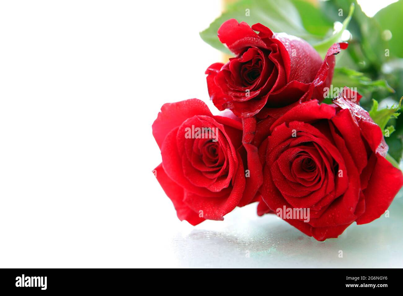 Beautiful Red roses Isolated on a white background with space for ...
