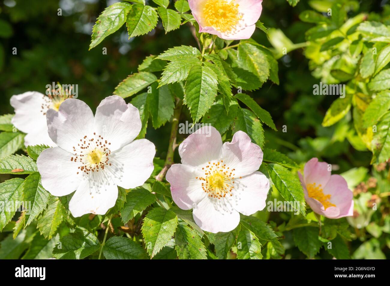 Close up of dog rose (rosa canina) flowers in bloom Stock Photo - Alamy