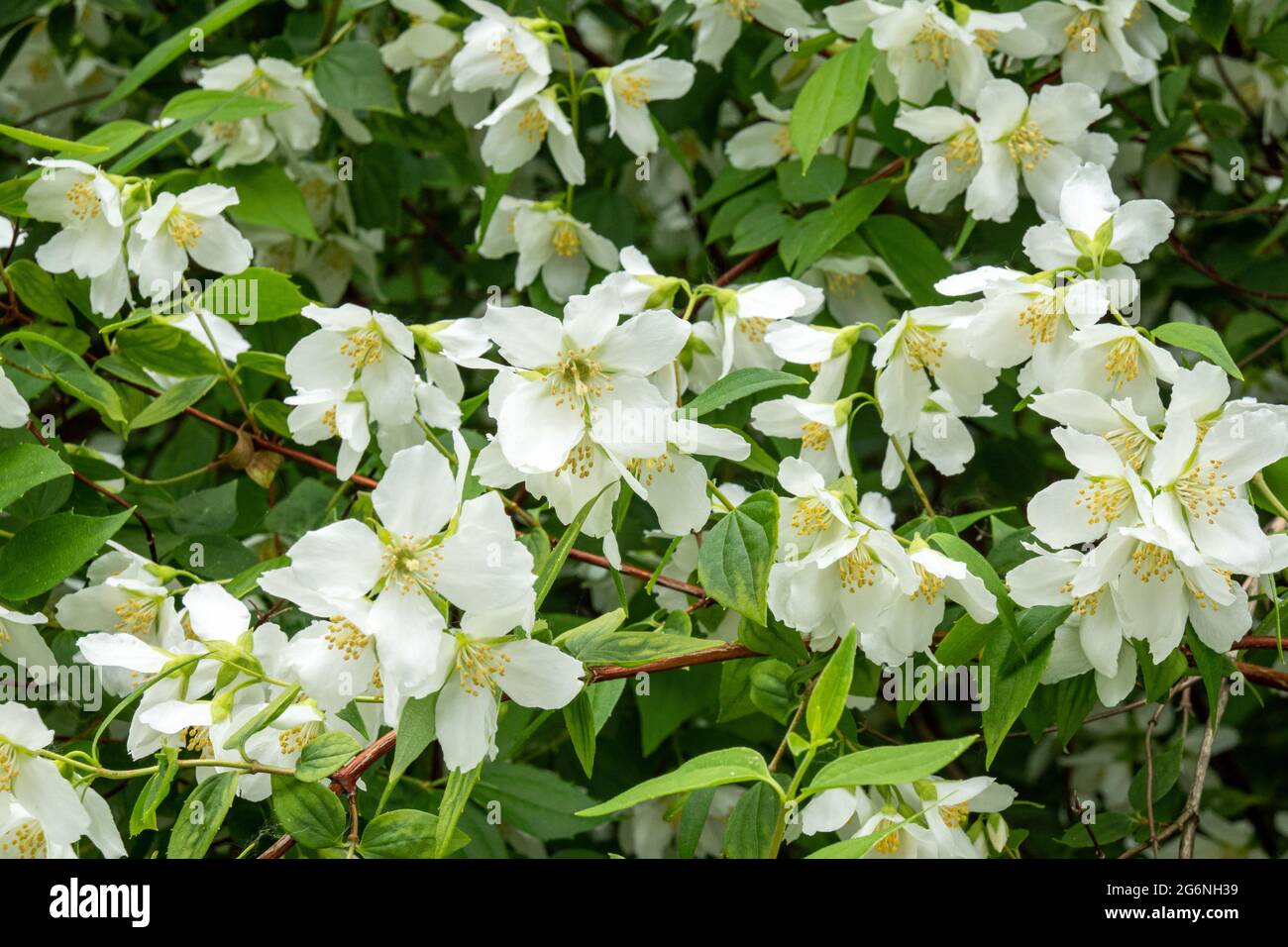 Philadelphus x lemoinei flowers Stock Photo