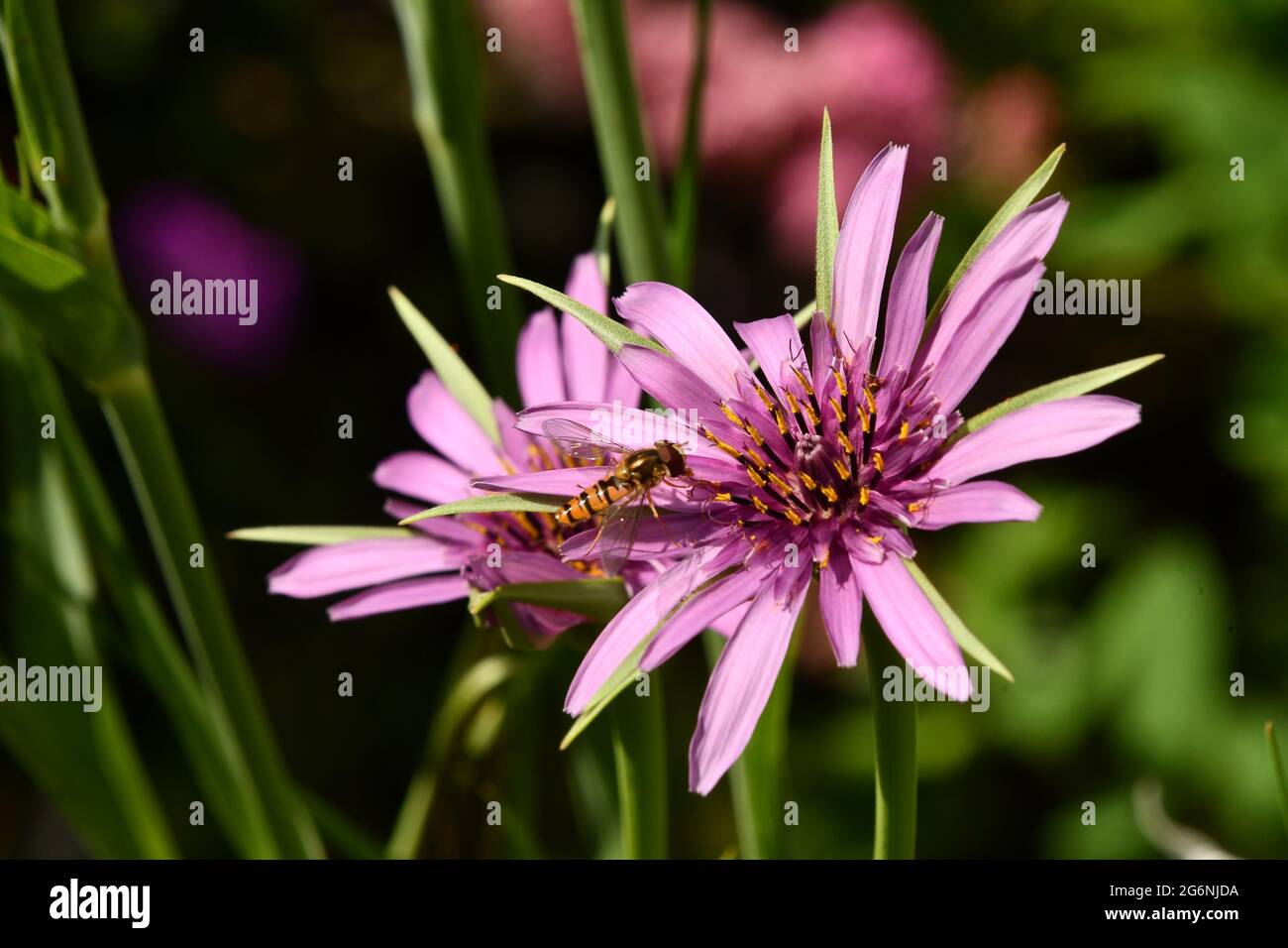 A hoverfly attracted to the pollen in a purple/ pink flower head of a Salsify 'Tragopogon porrifolius' in a Somerset garden.UK. Stock Photo