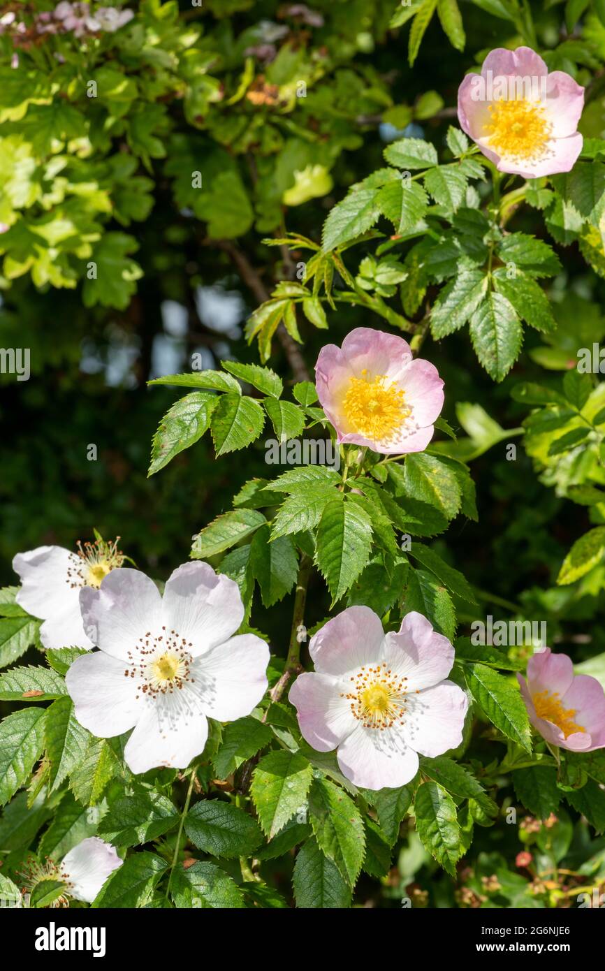 Close up of dog rose (rosa canina) flowers in bloom Stock Photo - Alamy