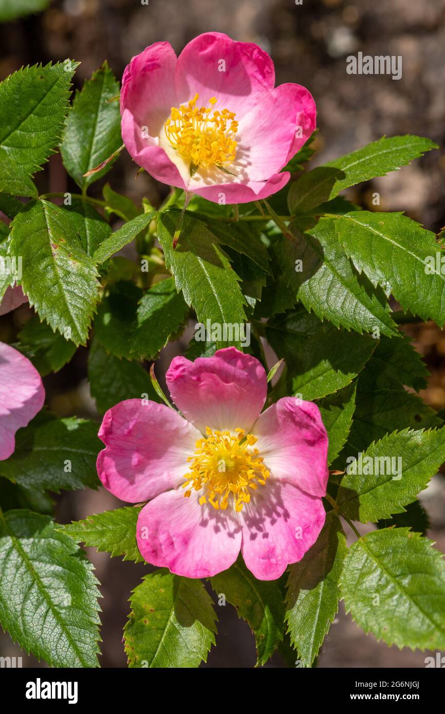 Close up of dog rose (rosa canina) flowers in bloom Stock Photo - Alamy