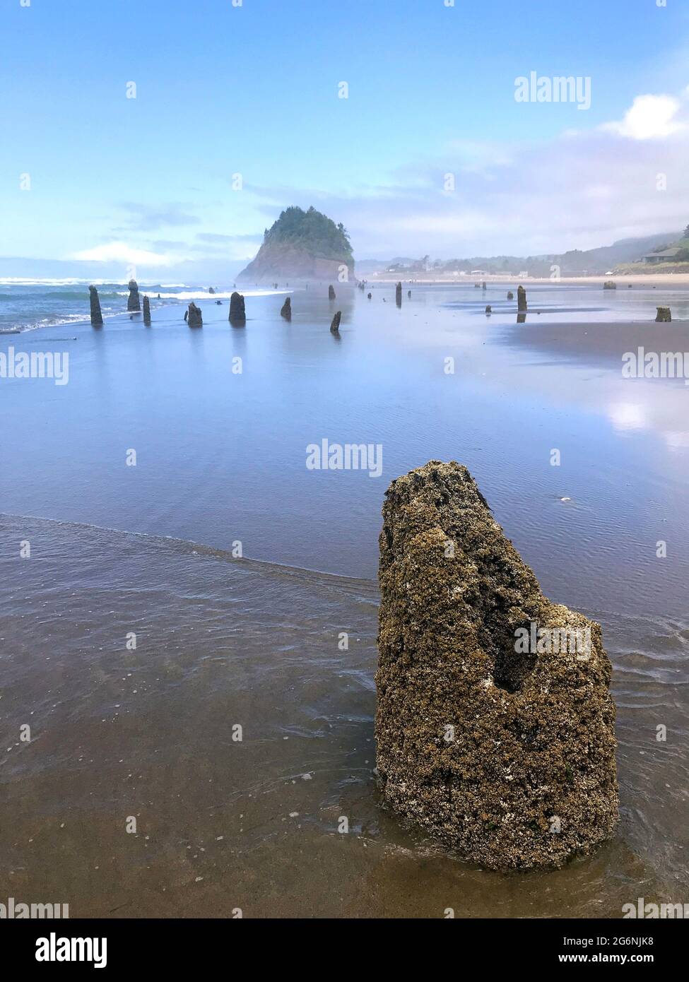 Along the Oregon Coast: Neskowin Ghost Forest - remains of ancient sitka spruce trees sunk under the water after an earthquake 2000 years ago. Stock Photo