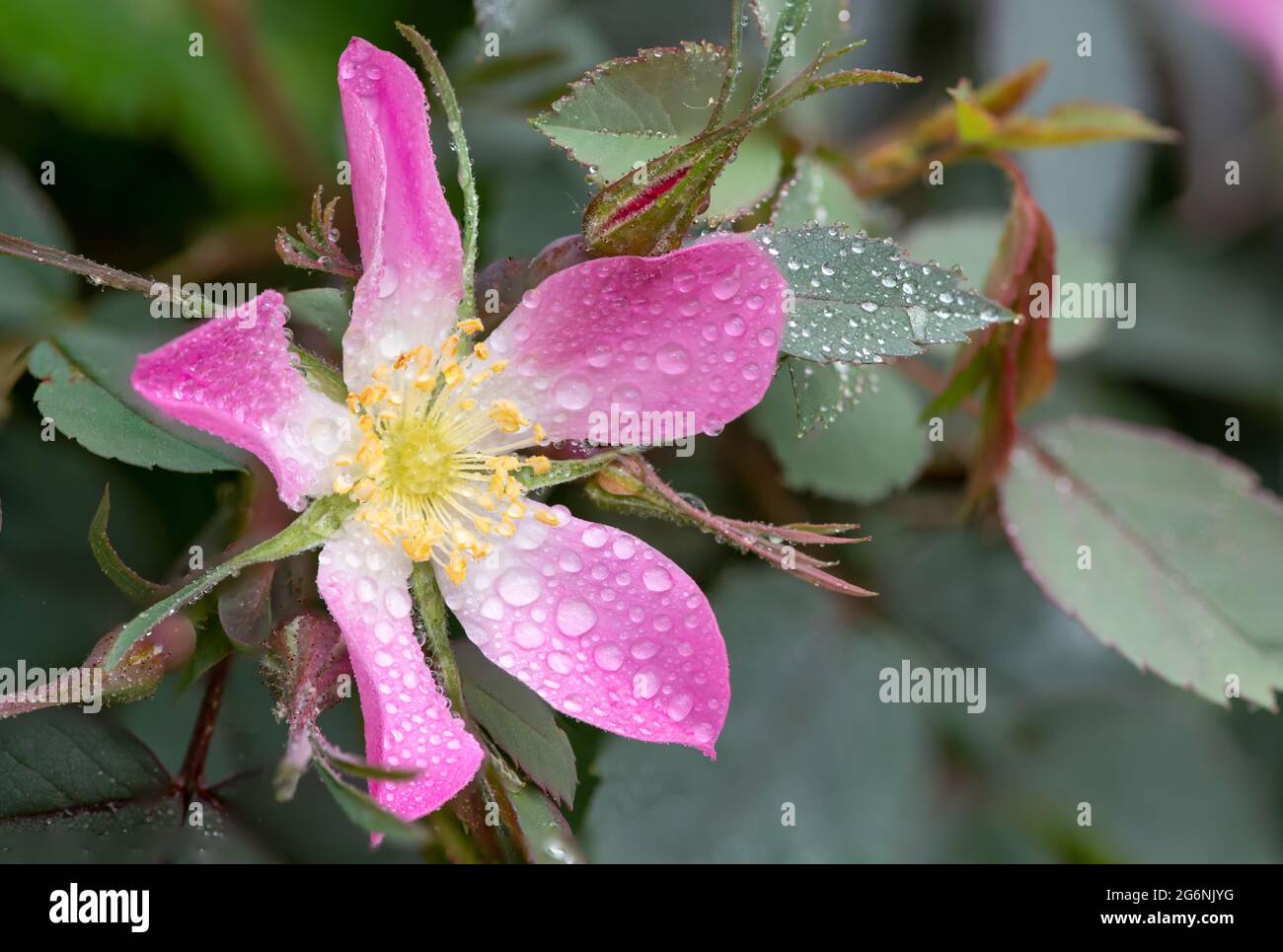 Close up of a red leaved rose (rosa glauca) flower covered in water