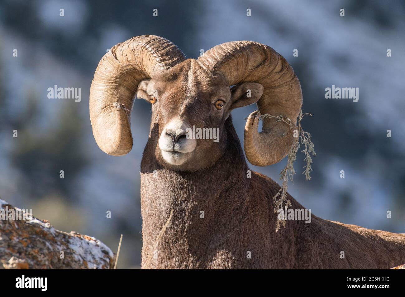 Bighorn ram just after thrashing some sage brush during the mating season in Yellowstone National Park. Stock Photo