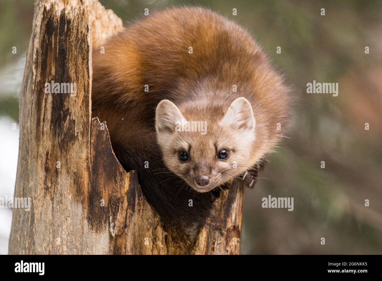 American Marten perched on a tree stump in Yellowstone National Park. Stock Photo