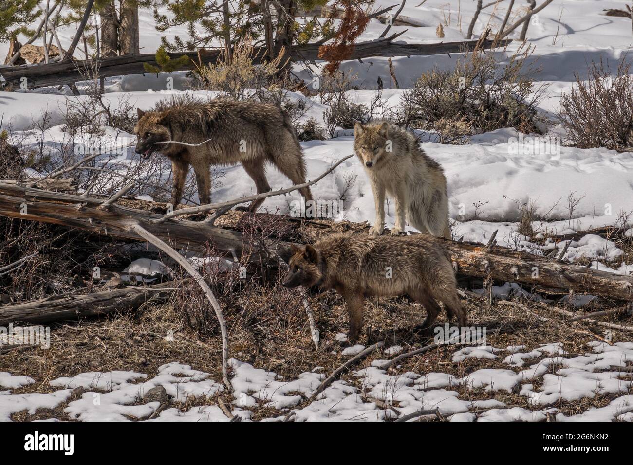 Three yearling wolves from the Wapiti Lake Pack observing the massive crowd of people watching them feed on a nearby bison carcass. Stock Photo