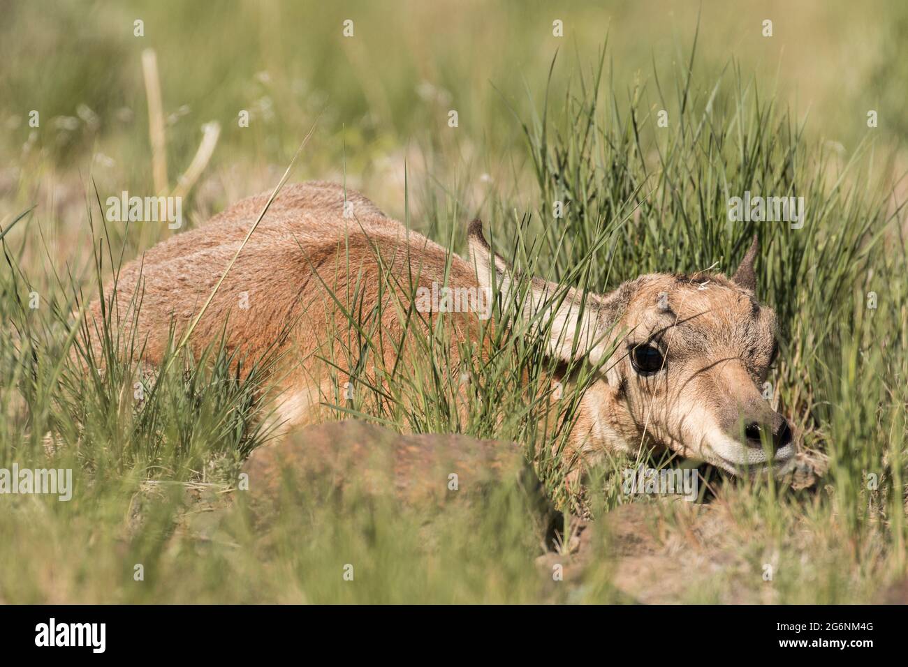 Newborn pronghorn fawn hiding while mom is away grazing in Yellowstone National Park. Stock Photo