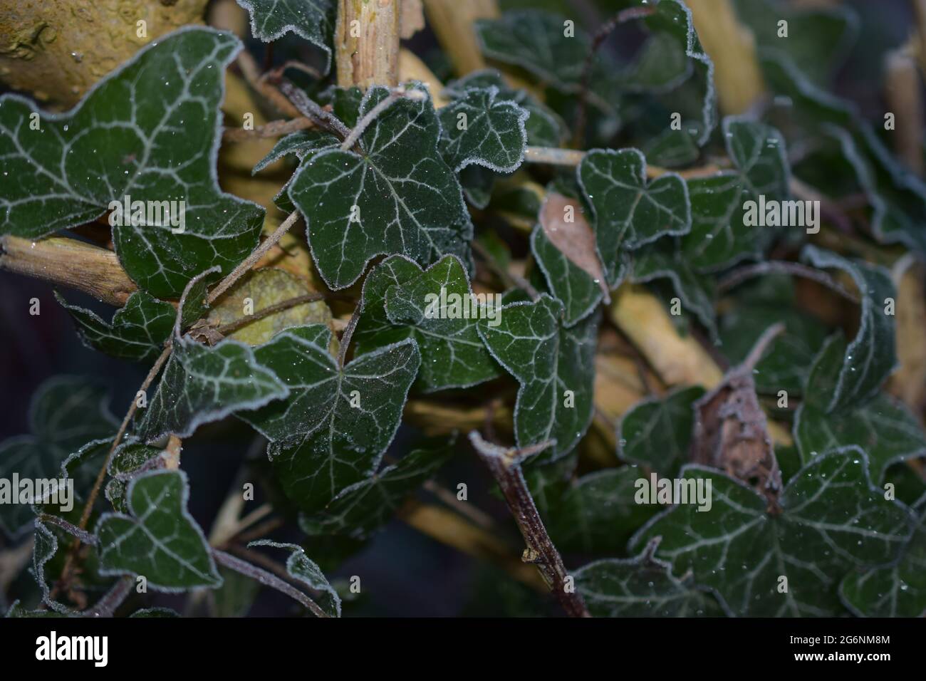 Frosted ivy leaves Stock Photo Alamy