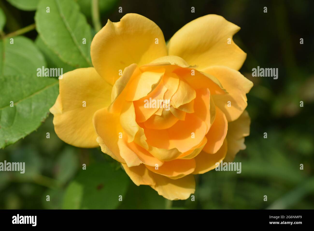 Traditional yellow English rose Stock Photo - Alamy