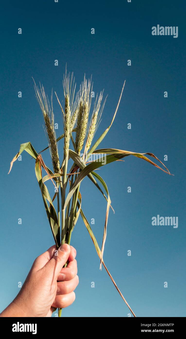 Green wheat ears in summer day at blue sky background, closeup. Cereal plant in a hand for your stories of agriculture industry or agronomy with copy Stock Photo