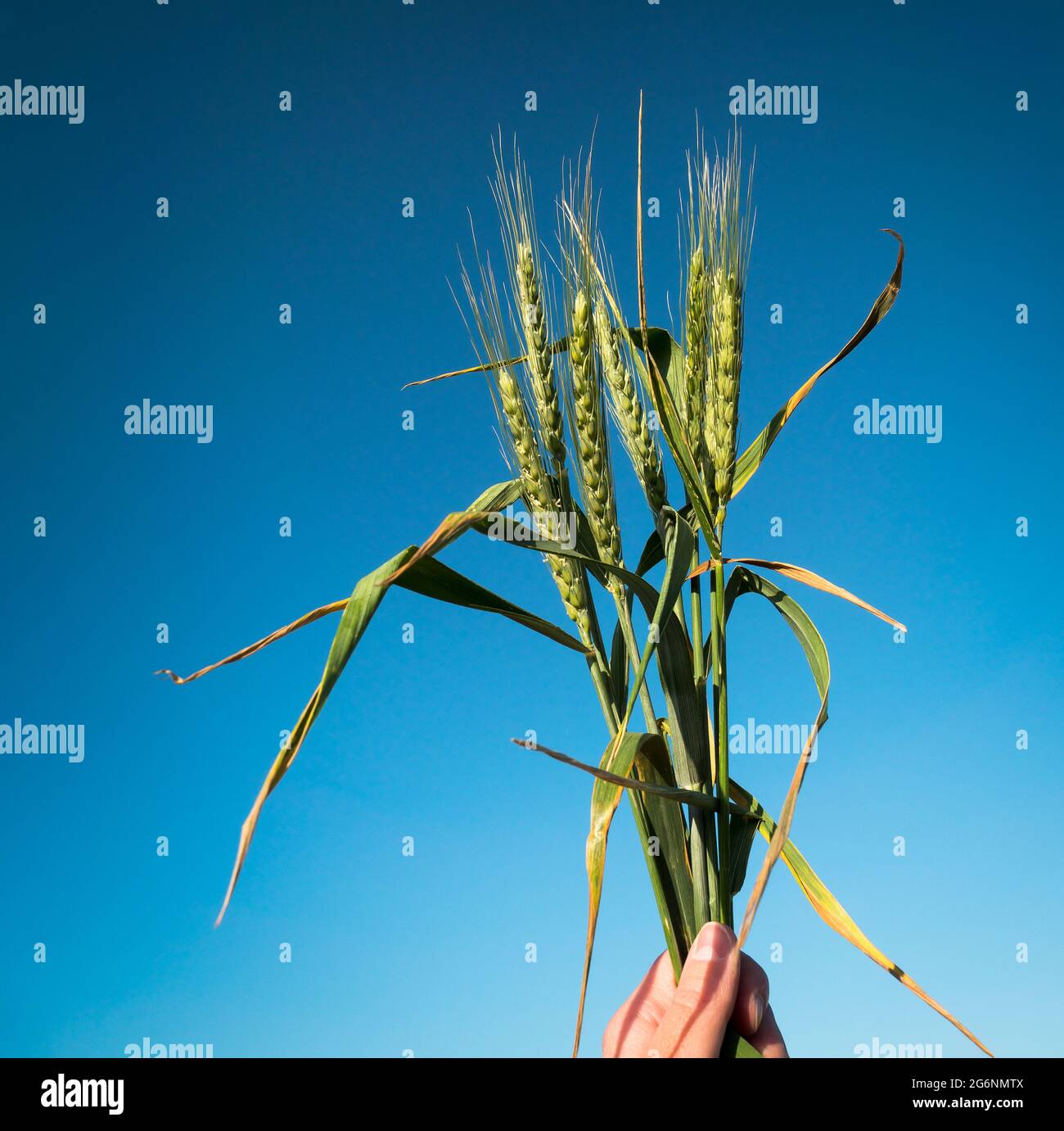 Green wheat ears in a hand for your stories of agriculture industry or agronomy work. Stock Photo