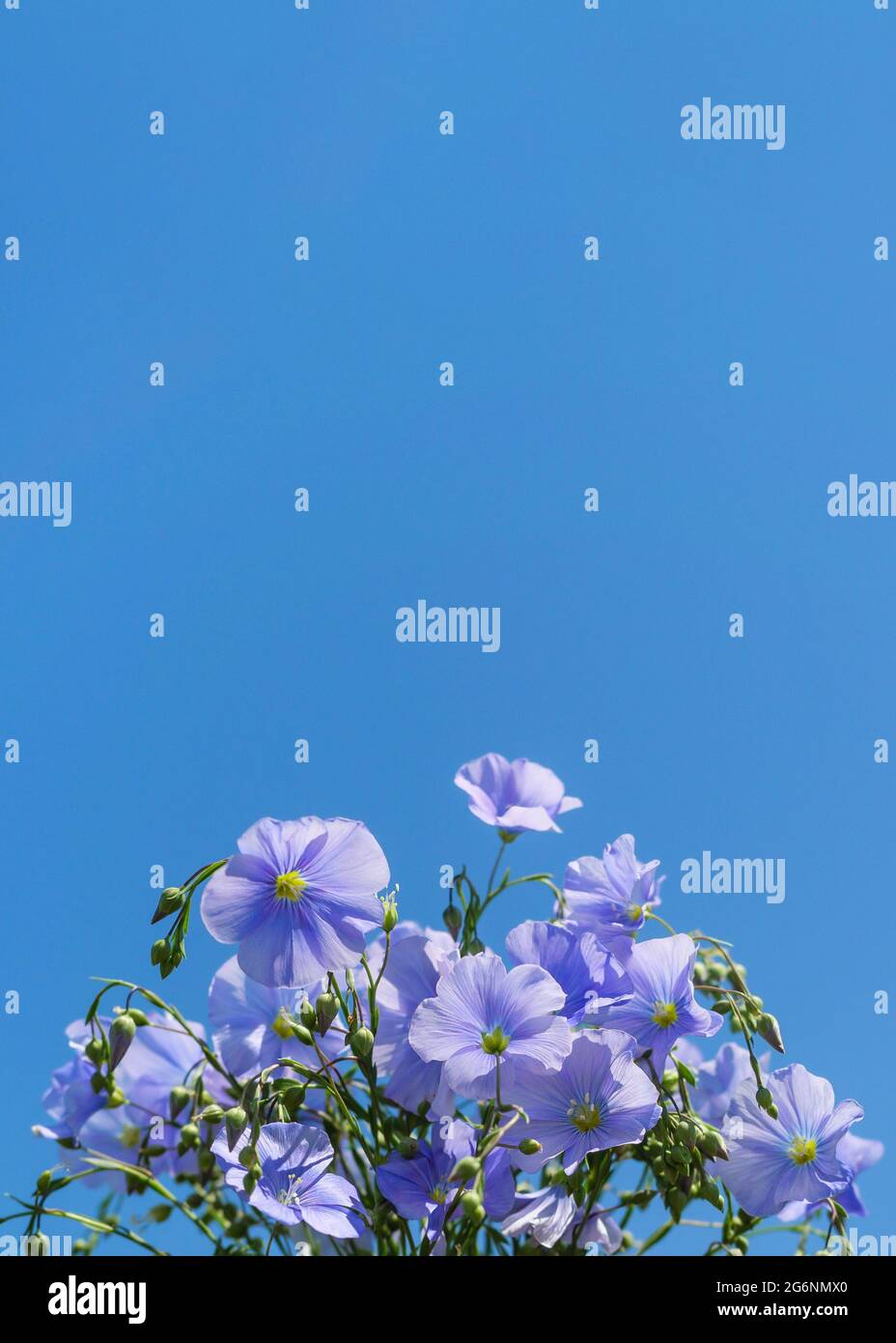 Flax flowers in bouquet isolated on blue sky background with copy space for text. Linum Usitatissimum, Common Flax or blossom linseed plant  at outdoo Stock Photo