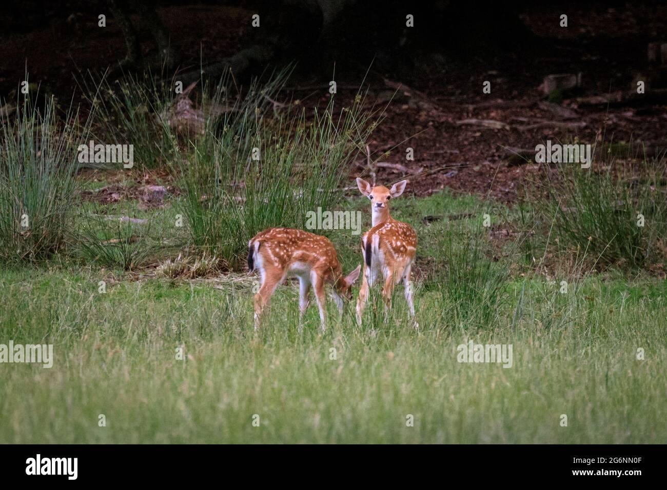 Duelmen, NRW, Germany. 07th July, 2021. Two little fallow deer (dama dama) fawns are grazing on the edge of the woods at Duelmen Nature Reserve in the Muensterland countryside. Credit: Imageplotter/Alamy Live News Stock Photo