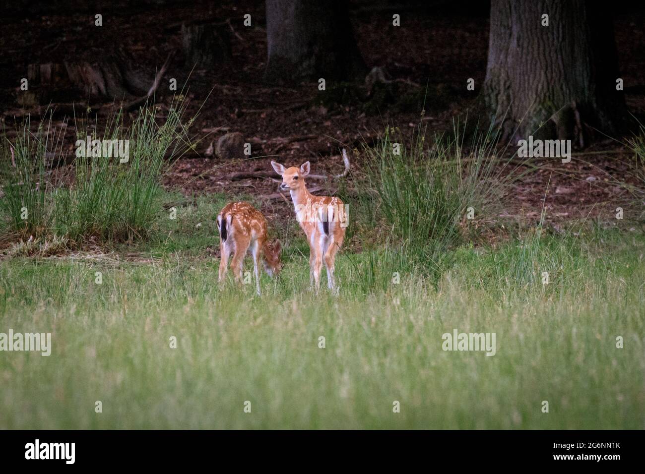 Duelmen, NRW, Germany. 07th July, 2021. Two little fallow deer (dama dama) fawns are grazing on the edge of the woods at Duelmen Nature Reserve in the Muensterland countryside. Credit: Imageplotter/Alamy Live News Stock Photo