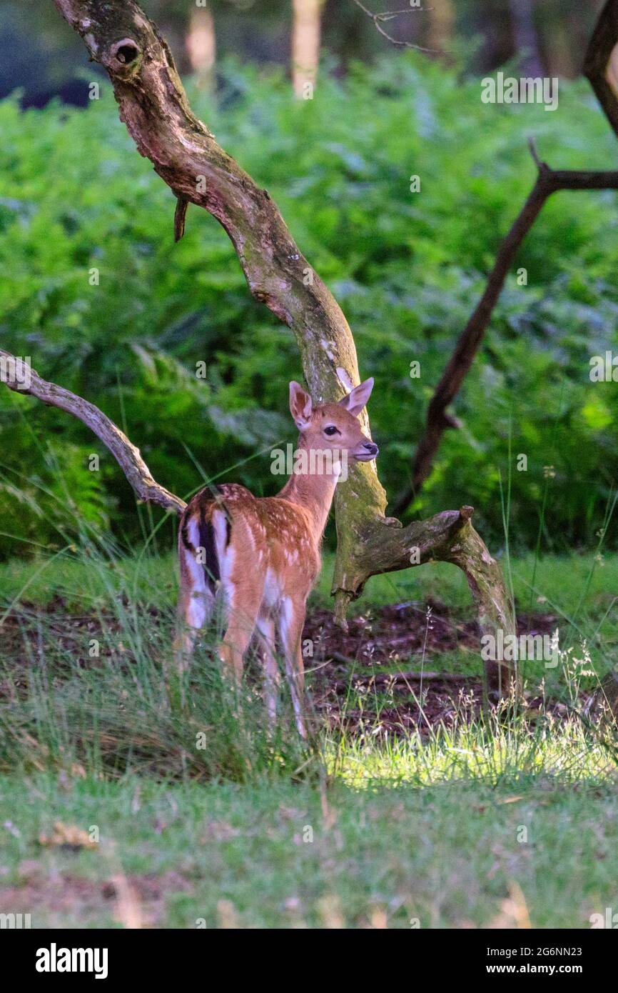 Duelmen, NRW, Germany. 07th July, 2021. A little fallow deer (dama dama) fawn explores on the edge of the woods at Duelmen Nature Reserve in the Muensterland countryside. Credit: Imageplotter/Alamy Live News Stock Photo