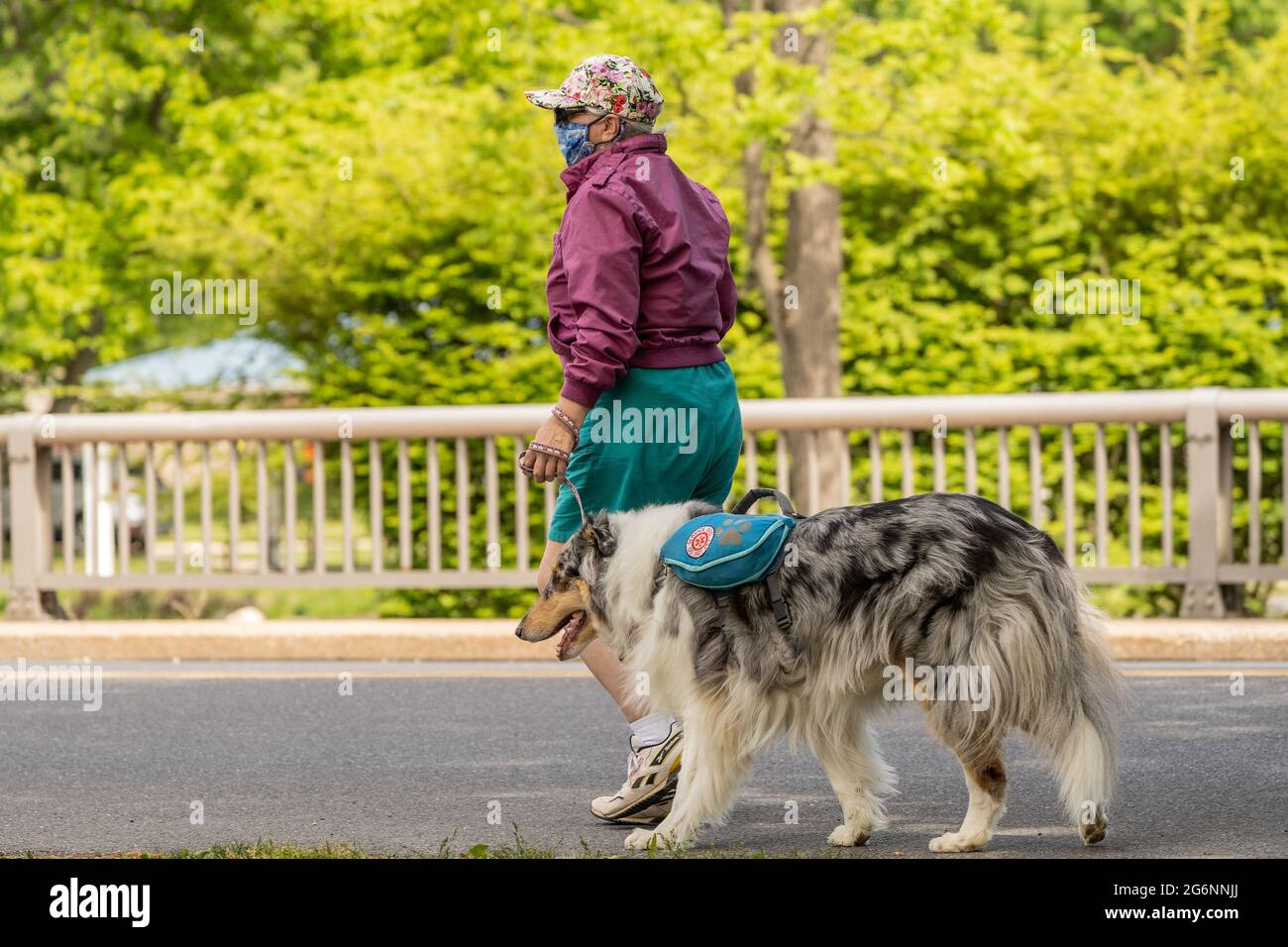Berks County, Pennsylvania- May 17, 2021: Senior women wearing mask walks service dog in park. Stock Photo