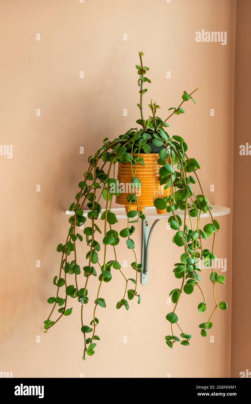 Climbing plant on a wall shelf on an orange wall Stock Photo