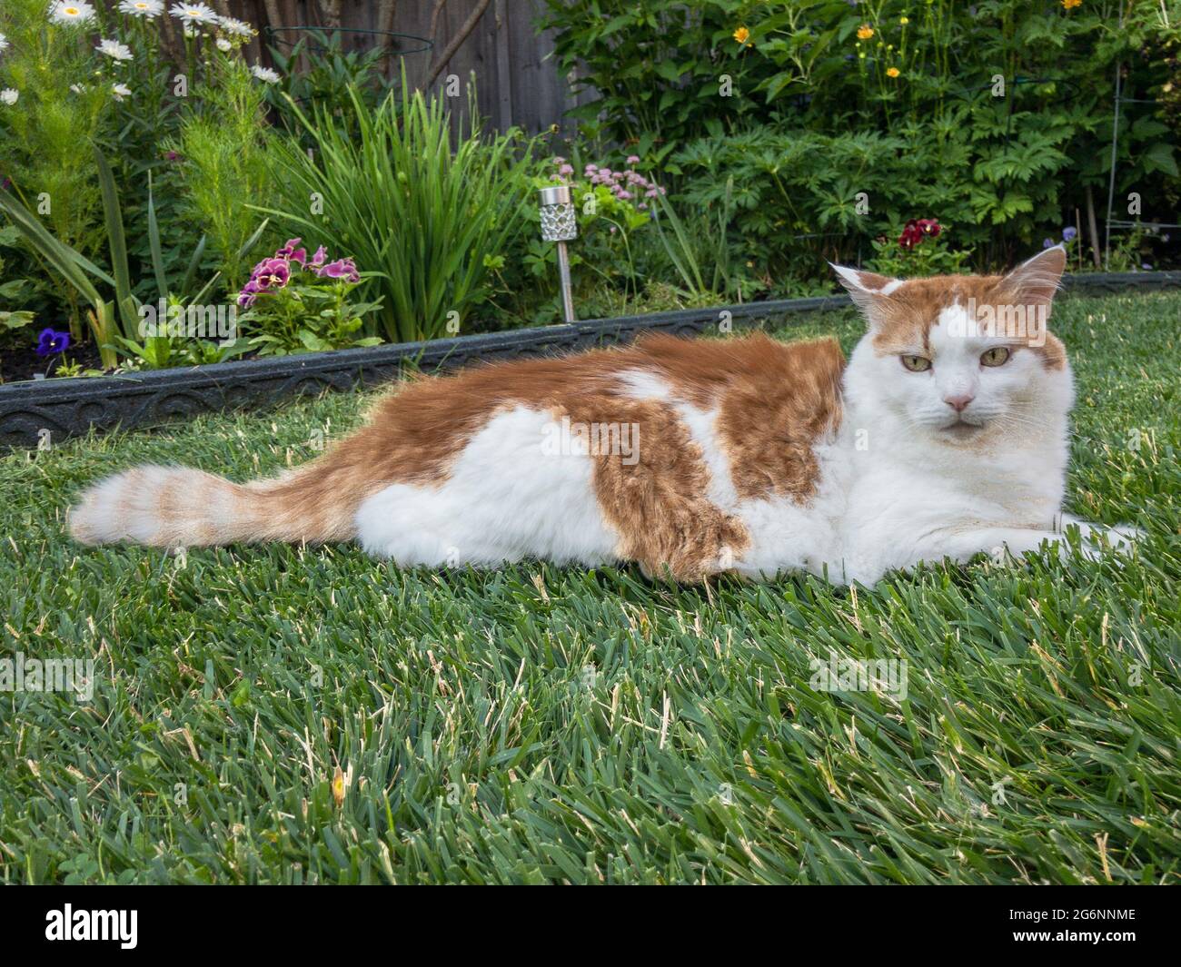 A large white-red cat lies on green grass against the background of a flower bed Stock Photo