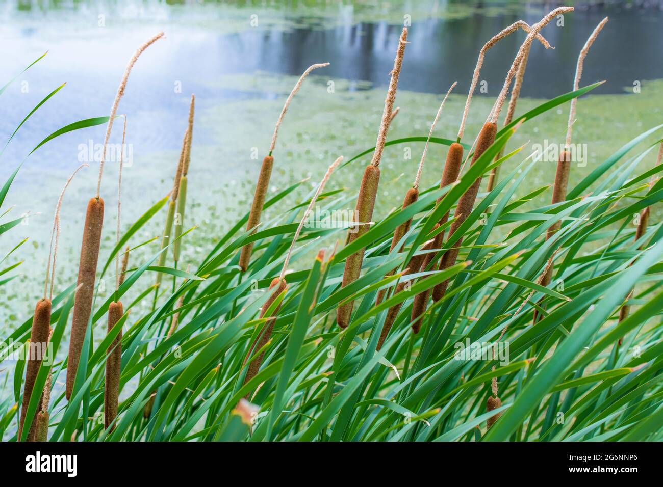 Cattails blowing in the wind on a warm summer evening Stock Photo