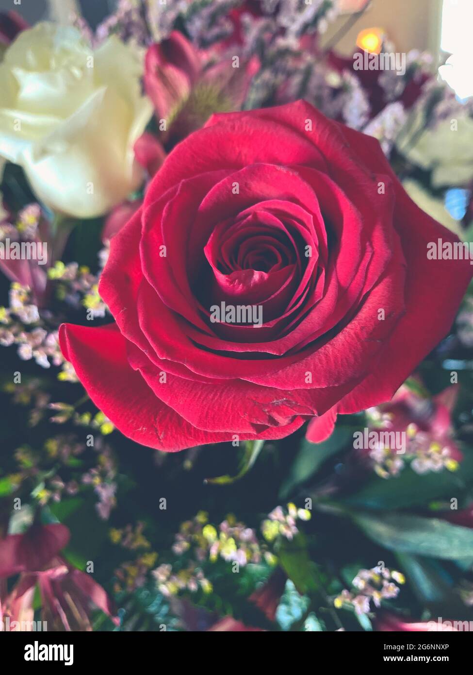 close up background of flowers bouquet roses babies breath flowers colorful red purple Stock