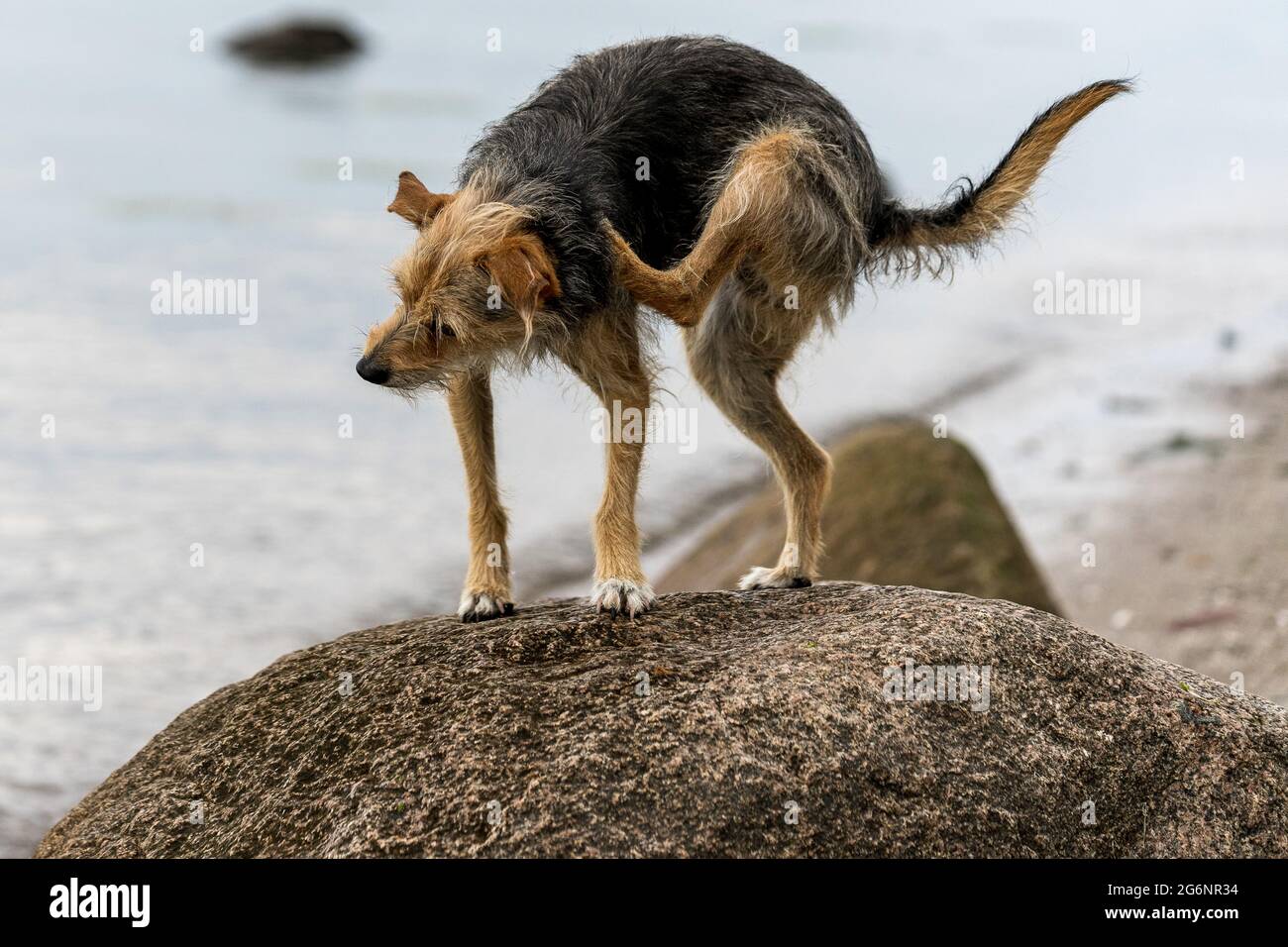 Mit Hund an der Ostsee Stock Photo